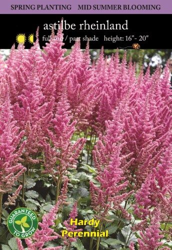 Astilbe Rheinland Bulbs Perspective: front
