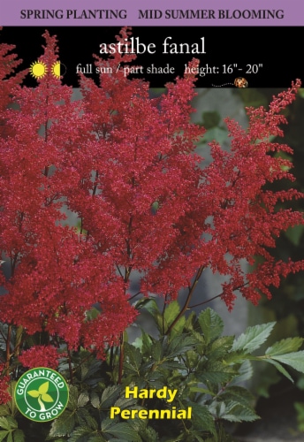 Astilbe Fanal Bulb Set Perspective: front