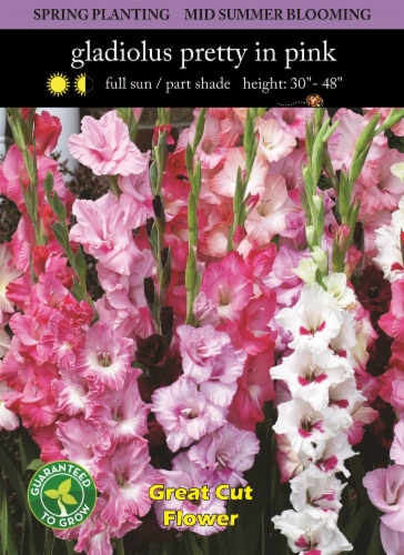 Gladiolus Pretty In Pink Bulbs Perspective: front
