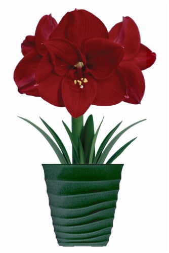 Amaryllis Ferrari Bulbs Perspective: front