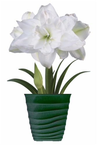 Amaryllis Marquis Bulbs Perspective: front