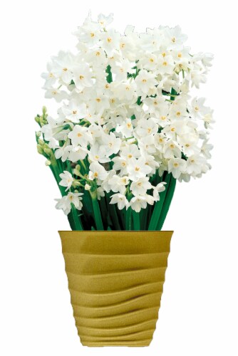 Paperwhite Ziva Bulbs Perspective: front