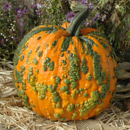 pumpkin-warty-goblin-f1-seed-farmore-treatment-25-seeds-25-count