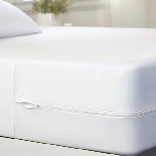 bed bugs