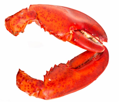 Cooked Lobster Claws Perspective: front