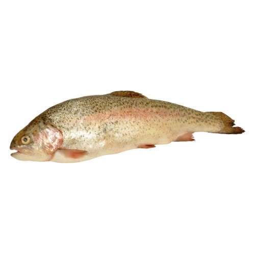 Whole Rainbow Trout Perspective: front