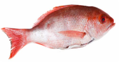 Whole Dressed Snapper Perspective: front