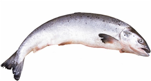 Whole Wild Caught Fresh Alaska Salmon Perspective: front