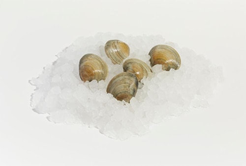Wild Caught Little Neck Clams Perspective: front