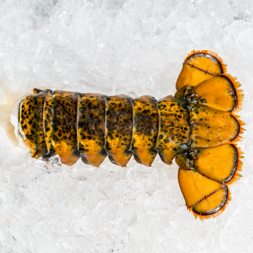 Wild Caught Lobster Tail 4-5 oz (1 Lobster Tail) Perspective: front