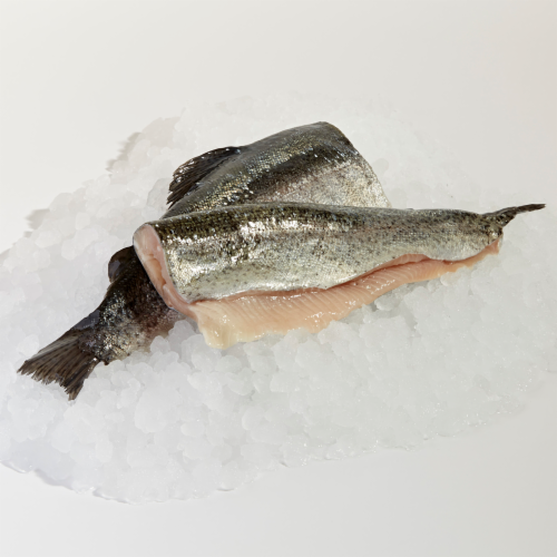 Whole Rainbow Trout Perspective: front