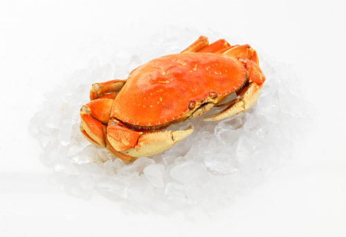 Dungeness Crab Perspective: front