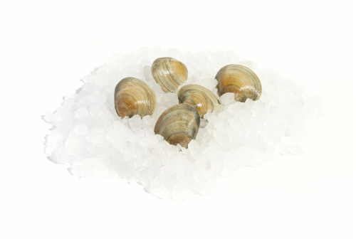 Little Neck Clams Farm Raised (sustainably sourced) Perspective: front