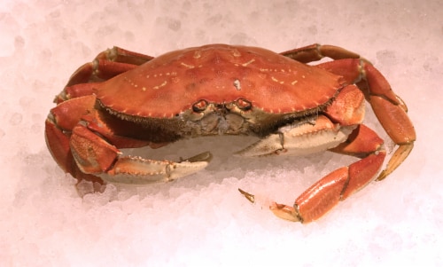 Whole Crab Perspective: front
