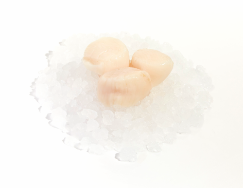 Easy For You Seafood - Wild 10/20 Sea Scallop (NOT AVAILABLE FOR ORDERS BEFORE 11:00 am DAILY) Perspective: front
