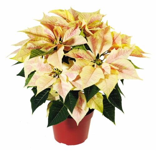 Gritts Poinsettia Assorted in Burlap Perspective: front