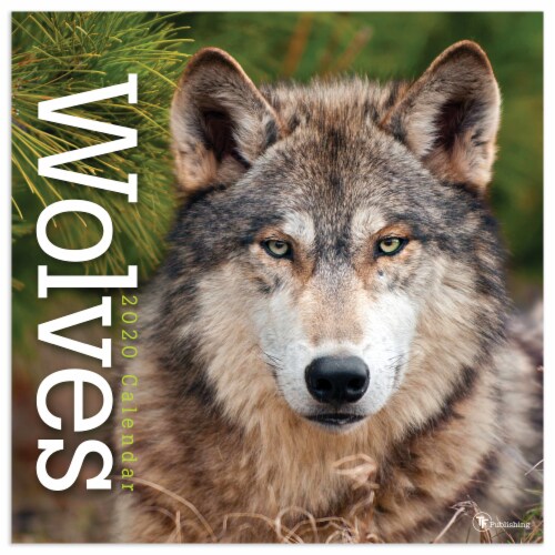 2020 Wolves 16-Month Wall Calendar by TF Publishing Perspective: front