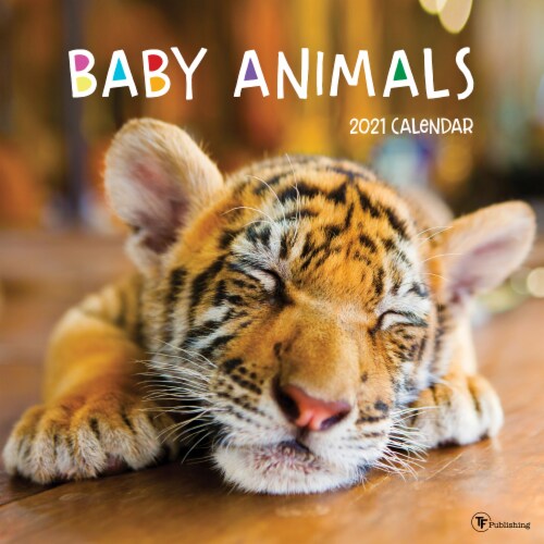 TF Publishing 2021 Baby Animals Wall Calendar Perspective: front