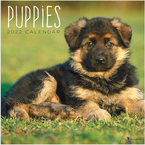 2022 Puppies 12 Month Wall Calendar by TF Publishing Perspective: front