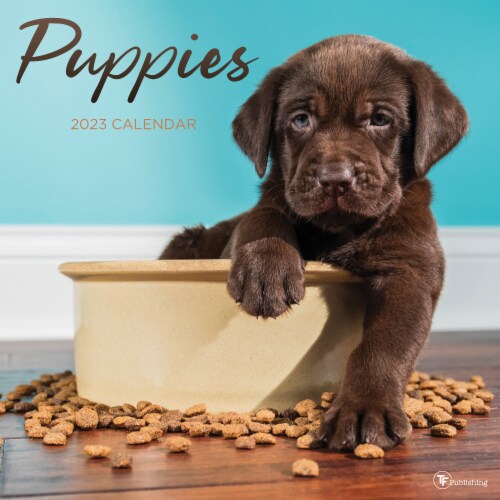 2023 Puppies Wall Calendar Perspective: front
