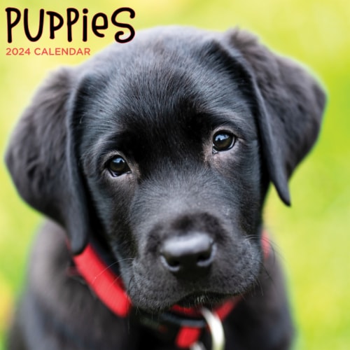 TF Publishing 2024 Puppies Mini Calendar, 1 ct Kroger