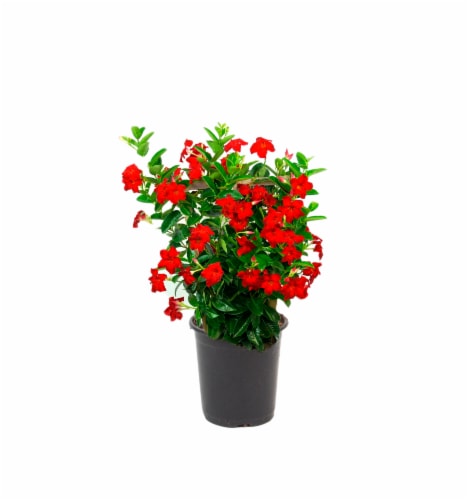 Live Mandevilla Plant Perspective: front