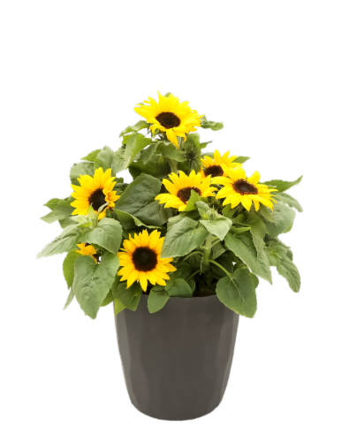 Fresh Live Sunflower Plant in 9 in Pot Perspective: front