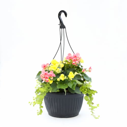 Fresh Live Begonia in Hanging Basket Perspective: front