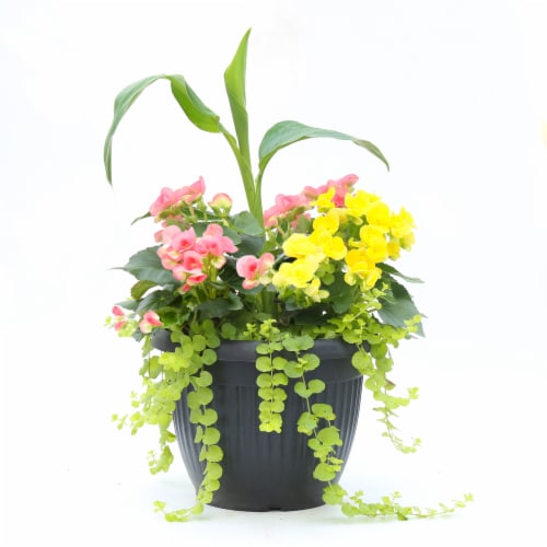 Fresh Live Begonia in 12 inch Planter Perspective: front