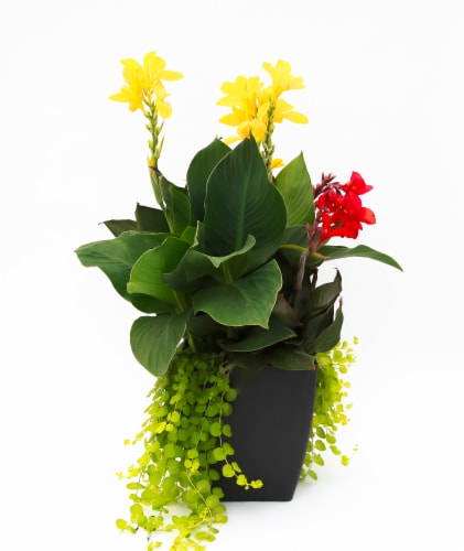 Assorted Tri Canna Lily Planter Perspective: front