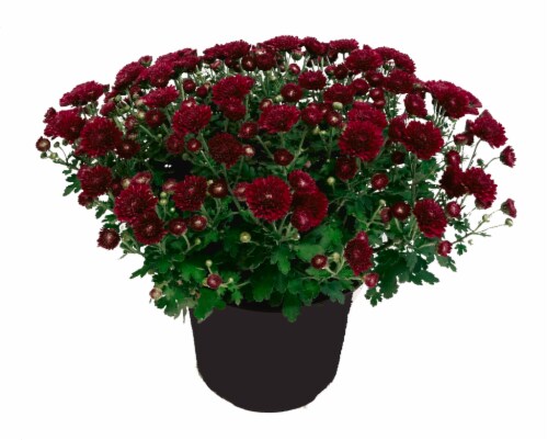 Potted Garden Mums - Purple Perspective: front