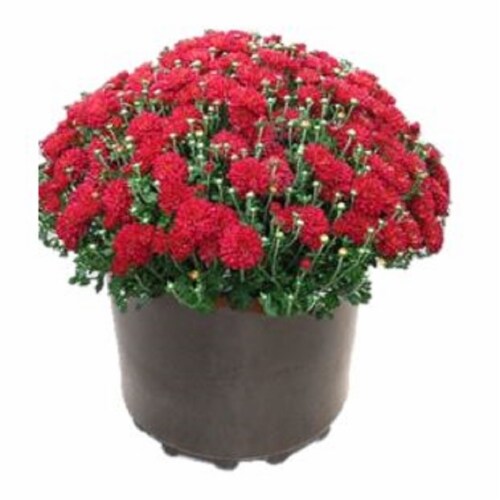 Potted Garden Hardy Mums - Red Perspective: front