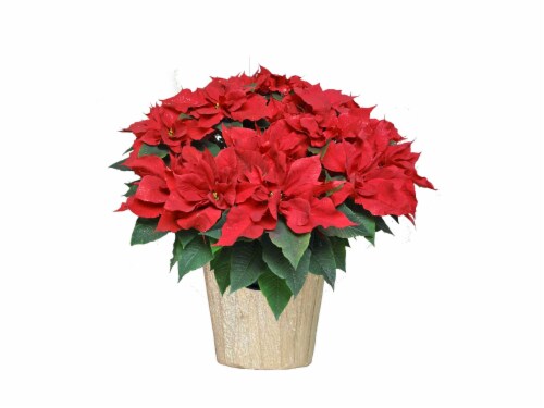 Potted Poinsettia - Assorted Colors Perspective: front
