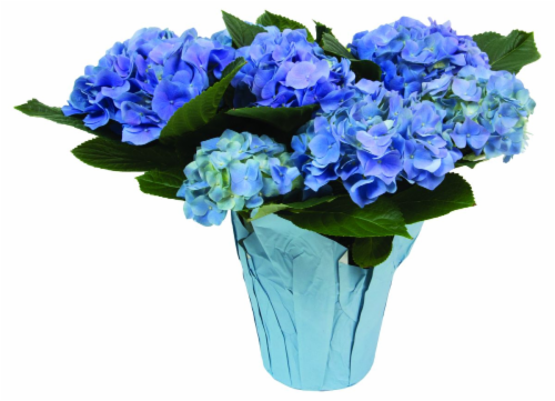 Premium Hydrangea Perspective: front