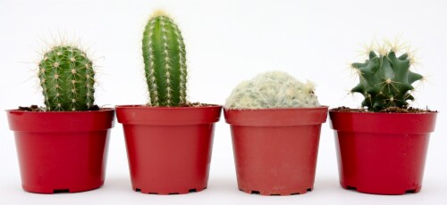 Cactus Live Plant - Assorted Perspective: front