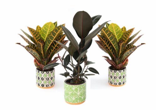 Assorted Tropical Potted Plant Perspective: front
