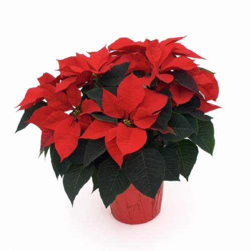 Poinsettia Assorted Flowers Perspective: front