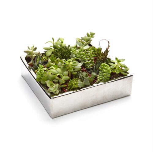 Athenas Garden PA-SA25 2 in. Live Succulent Gift Set - 25 Plants Perspective: front