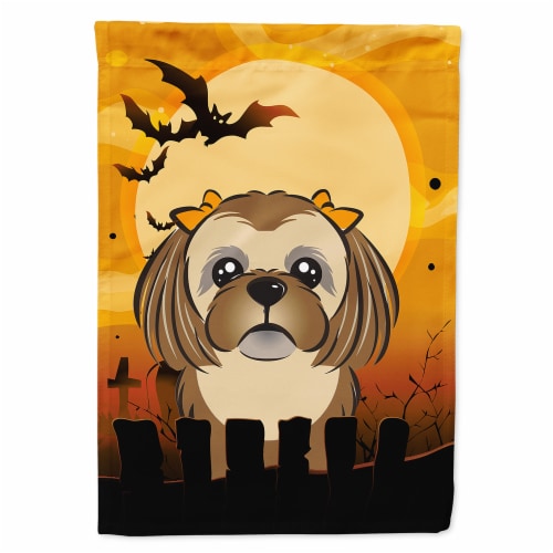 Chocolate orange hot sale shih tzu
