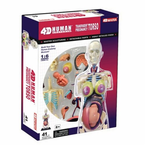Tedco Toys 26069 4D Pregnancy Anatomy Torso Perspective: front