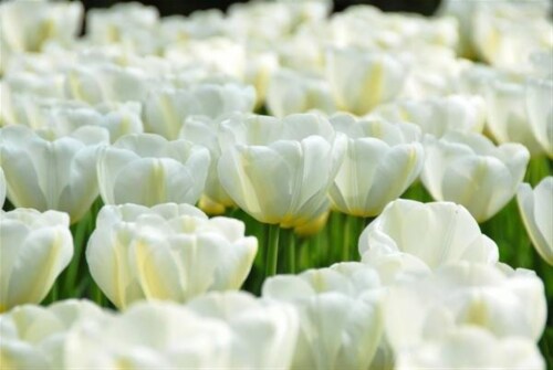 Garden Elements White Angel's Wish Darwin Tulip Live Flower Bulbs, Pack of 50 Perspective: front
