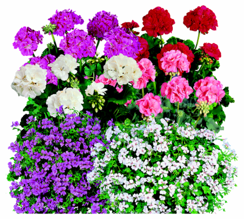 Geranium Assorted Perspective: front