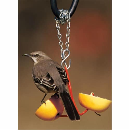4'' Diameter Fruit Feeder Perspective: front