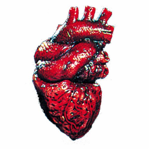 Heart Perspective: front
