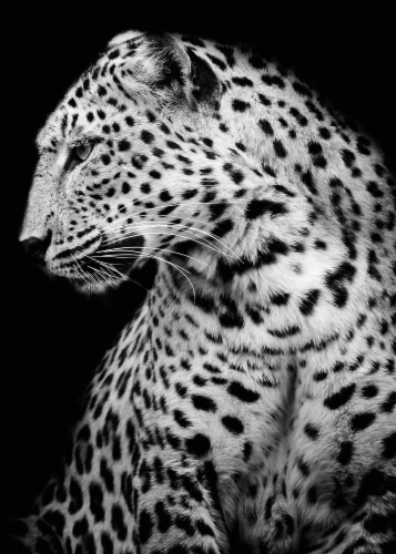 Leopard Wall Art Perspective: front