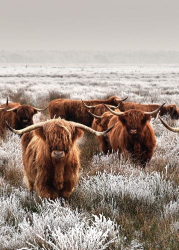 Gathering Of Longhorns Wall Art Perspective: front