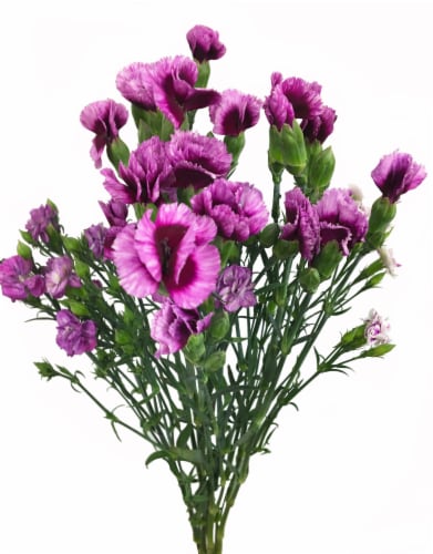 Riverdale Farms Solo Mio Raffines Flowers Perspective: front