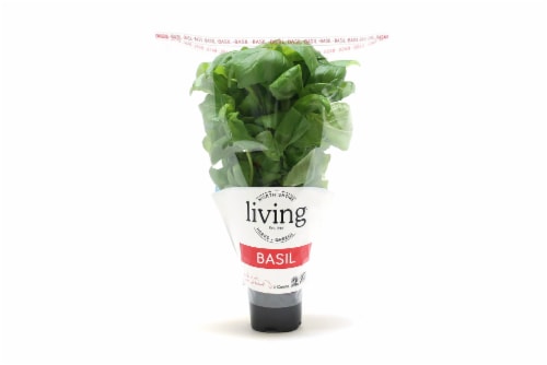 North Shore Potted Living Basil Perspective: front