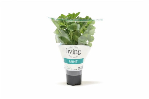 North Shore Potted Living Mint Perspective: front