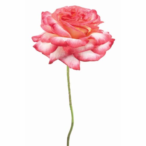 Vetro De Arte - Pink Rose Perspective: front